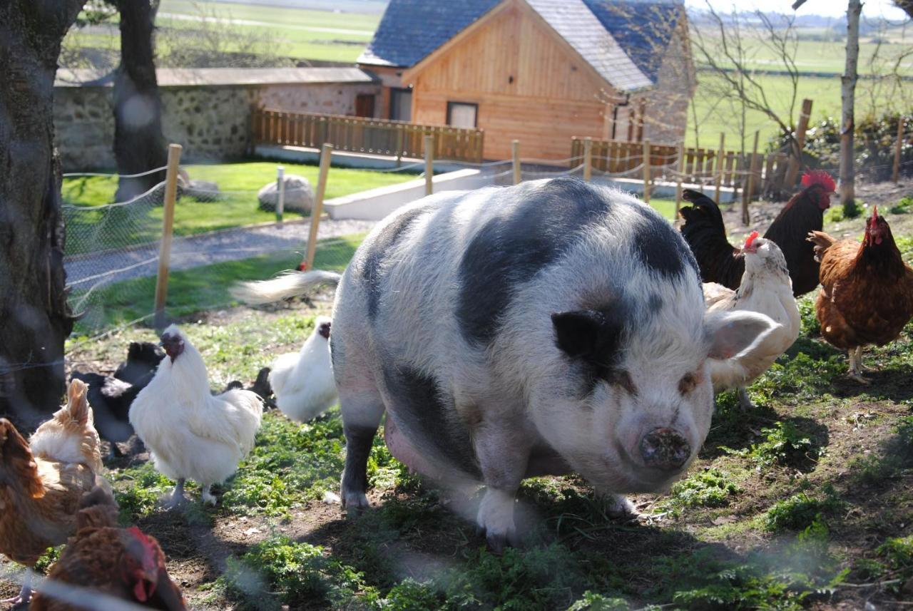 Delny Glamping And Farm Animals Invergordon