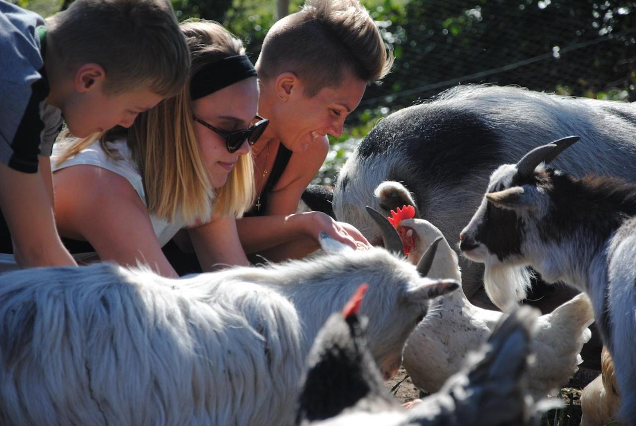 Delny Glamping And Farm Animals Campsite