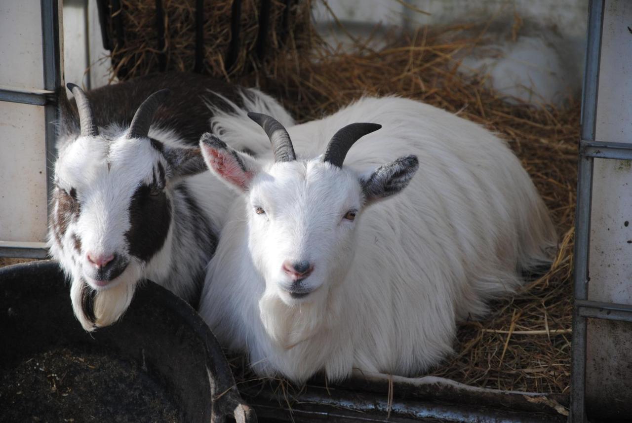 Delny Glamping And Farm Animals 3*